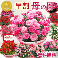 ＼早割実施中／ 母の日 カーネーション プレゼント 花 ギフト 鉢植え 選べる花鉢 マーガレット マダガス…