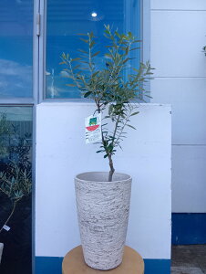 I[u̖ I[uiVvbV[mj+eB[GR O _   A  eX x_ K[f Ă₷ Mtg LO V{c[ j j 