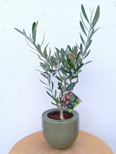 オリーブの木 オリーブ(ミッション) 陶器 グリーン 一点物 鉢植え おしゃれ 観葉植物 インテリアグリーン 卓上 ミニ 小さい ギフト 記念樹 シンボルツリー 御祝 祝い 開店 開業 新築 引っ