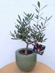 I[u̖ I[ui}Ujj  O[ _ A  ϗtA CeAO[  ~j  Mtg LO V{c[ j j JX J Vz 