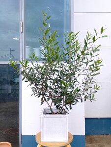 I[u̖ I[uiЂȂj+fr[XNGA zCg _   ϗtA A  eX x_ K[f ɋ ɋ Ă₷ Mtg L