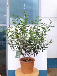 I[u̖ I[uiЂȂj+eRb^V_[|bg _   ϗtA A  eX x_ K[f ɋ ɋ Ă₷ Mtg LO