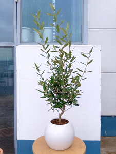 オリーブの木 オリーブ(ひなかぜ) 陶器 丸 白 一点物 送料無料 おしゃれ 鉢植え インテリアグリーン オフィス 玄関 暑さに強い 寒さに強い 育てやすい ギフト 記念樹 シンボルツリー 御祝