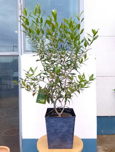オリーブの木 オリーブ(ひなかぜ)+ブリキ スクエア ブラック 一点物 送料無料 おしゃれ 観葉植物 鉢植え 玄関 テラス ベランダ ガーデン 暑さに強い 寒さに強い 育てやすい ギフト 記念樹