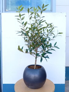 オリーブの木 オリーブ(ひなかぜ) 陶器 丸 黒 一点物 送料無料 おしゃれ 鉢植え インテリアグリーン オフィス 玄関 暑さに強い 寒さに強い 育てやすい ギフト 記念樹 シンボルツリー 御祝