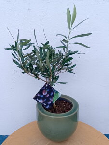 I[u̖ I[uiVvbV[mj  O[ _ A  ϗtA CeAO[  ~j  Mtg LO V{c[ j j JX J Vz 