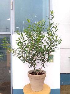 I[u̖ I[uiЂȂj+eRb^XNb` R[q[ _   ϗtA A  eX x_ K[f ɋ ɋ Ă₷ Mtg 