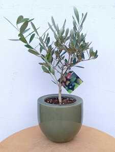 I[u̖ I[ui~bVj  O[ _ A  ϗtA CeAO[  ~j  Mtg LO V{c[ j j JX J Vz 