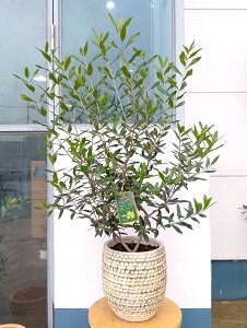 I[u̖ I[uiЂȂj   _   ϗtA A  eX x_ K[f ɋ ɋ Ă₷ Mtg LO V{c