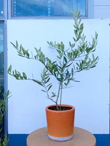 I[u̖ I[uilofBuRj  IW _   A CeAO[  eX x_ K[f ItBX Ă₷ Mtg LO V