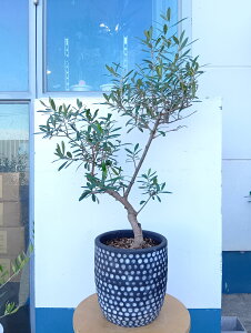 I[u̖ I[uilofBuRj    _   ϗtA A  eX x_ Ă₷ Mtg LO V{c[ j j JX J