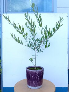 I[u̖ I[uilofBuRj  p[v _   A CeAO[  eX x_ K[f ItBX Ă₷ Mtg LO V