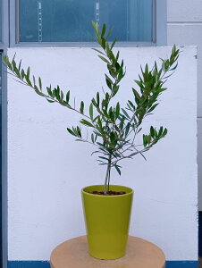 I[u̖ I[uilofBuRj  O[ _   A CeAO[  eX x_ K[f ItBX Ă₷ Mtg LO V