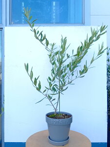 �I���[�u�̖� �I���[�u�i�l�o�f�B���u�����R�j ���� �O���[ �󂯎M�t�� ��_�� �������� ������� ���A�� �C���e���A�O���[�� ���� �e���X �x�����_ �K�[�f�� �I�t�B�X ��Ă₷�� �M�t�g 