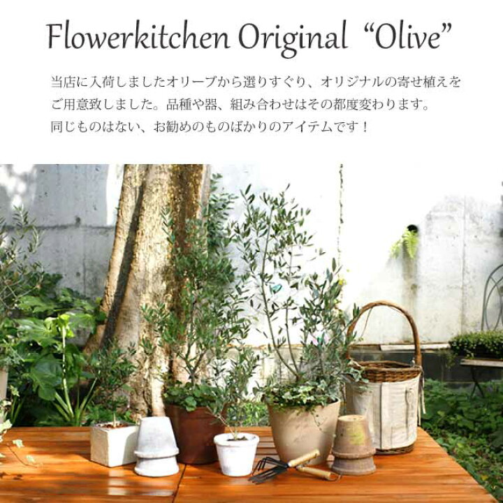 楽天市場 送料無料 オリーブ2品種植え 現物お届け 現物1点ものアンティコポット 2品種植えオリーブ 植え替え オリジナル オリーブ オリーブの木 ギフト オリーブの木 鉢植え 販売 開店 引越し 祝 新築祝い 御祝 インテリア あす楽 Fktk 観葉
