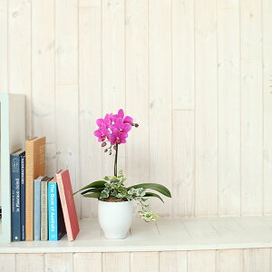 Yn̉ԃMtgy~fBӒ ϗt4.51F sNn܂zŖm̌Ӓ R`Eyzj/a/җ//Ď//LO//A/