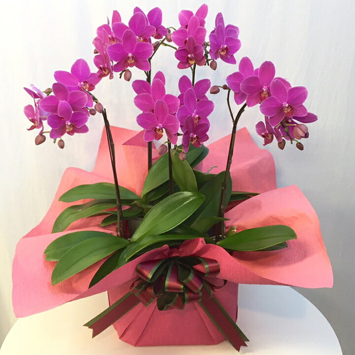 楽天市場 産地直送の花ギフト ミディ胡蝶蘭 シェアオーキッド 5本立ち 7号 椎名洋ラン園こだわりの胡蝶蘭 高級コチョウラン 送料無料 お祝い 誕生日 還暦 卒寿 米寿 白寿 記念日 お礼 挨拶 記念品 お歳暮 お中元 プレゼント 贈り物 花 ギフト A 528
