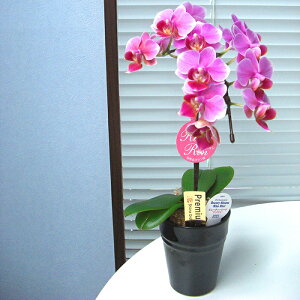 Yn̉ԃMtgye[uӒ 1{ 3 픫 sNn܂zŖm̌Ӓ R`Eyzj/a/җ//Ď//LO//