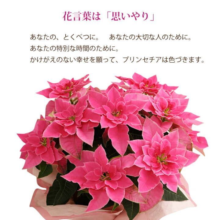 楽天市場 あす楽12時 品種が選べるプリンセチア 花鉢 かご付き ギフト可 送料無料 遠方お届け不可冬ギフトの定番 ポインセチア 鉢植え 花鉢 プリンセチアローザ ピュアホワイトお祝い お礼 御歳暮 贈答品 ギフト 贈り物 プレゼント Fktk Flowerkitchenjiyugaoka