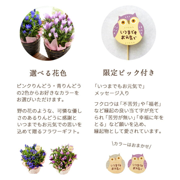 楽天市場 遅れてごめんね あす楽 最短翌日 敬老の日 花 プレゼント ギフト りんどう花鉢 と 選べるスイーツ グルメ セット 選べる4種 りんどう 2カラー 選べる長崎はちみつカステラ Or 高級お茶漬け2食セット ギフト 送料無料 一部地域を除く 鉢花 22敬老