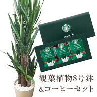 『ユッカ8号鉢+スターバックスコーヒーギフトセット』 【送料無料】観葉植物 青年の木 ユッカ スタバ 育…