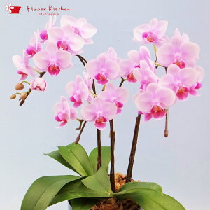 Yn̉ԃMtgye[uӒ 3{ 4.5@픫zsNn܂Ŗm̌Ӓ R`Eyzj/a/җ//Ď//LO