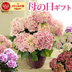 楽天市場 母の日 北海道 送料無料 花 鉢花 花 観葉植物 花 ガーデン Diyの通販