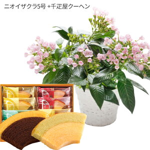 hV̓  v[g Mtg ǂ  XC[cZbg A Ԕ Iׂ ǂ gRLLE jICUN ԂƂَq ݂͂JXe DN[w َq hV t
