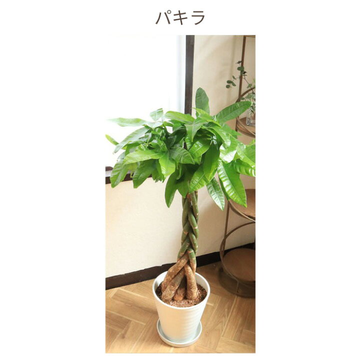 楽天市場】【全国送料無料】観葉植物 8号鉢 選べる観葉 育てやすい 