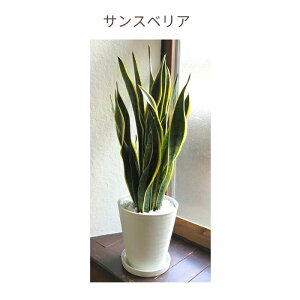 ySzϗtA 8 Iׂϗt Ă₷ Aj JXj JƏj Vzj zj j V CeA ZA[g ^ JXj TXxA  h