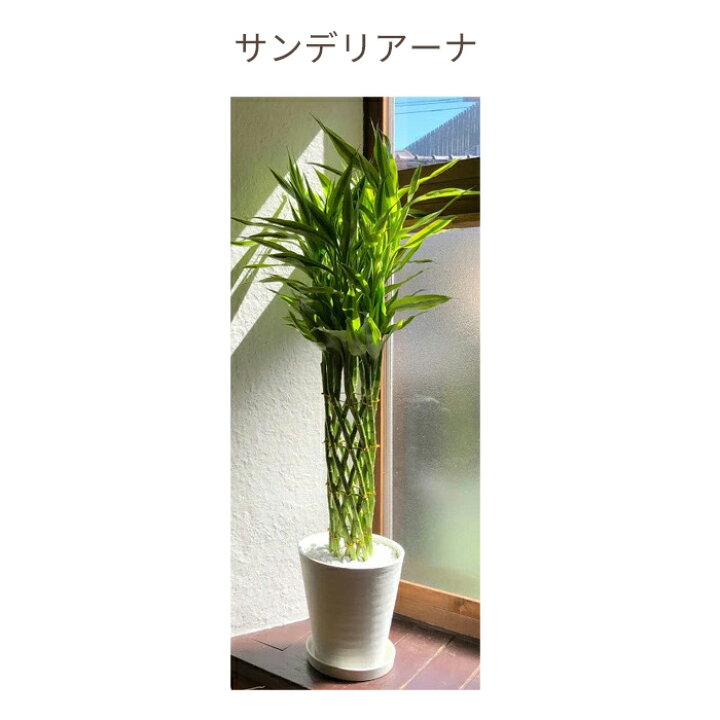 楽天市場】【全国送料無料】観葉植物 8号鉢 選べる観葉 育てやすい 