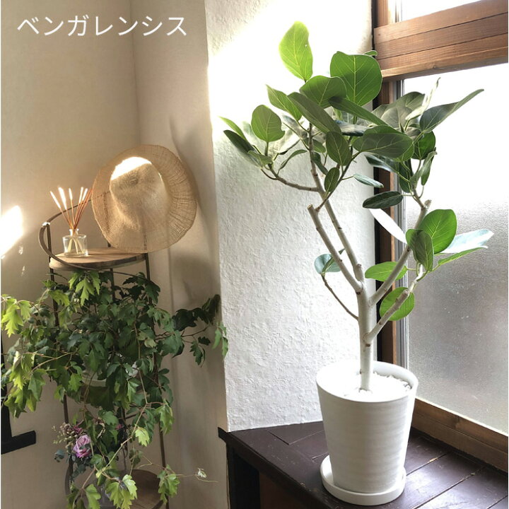 楽天市場】【全国送料無料】観葉植物 8号鉢 選べる観葉 育てやすい 