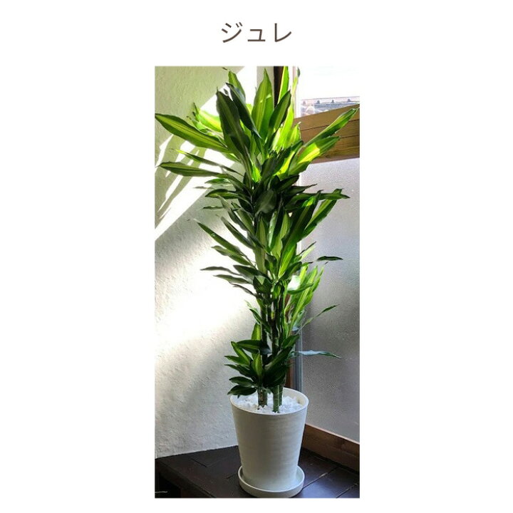 楽天市場】【全国送料無料】観葉植物 8号鉢 選べる観葉 育てやすい 