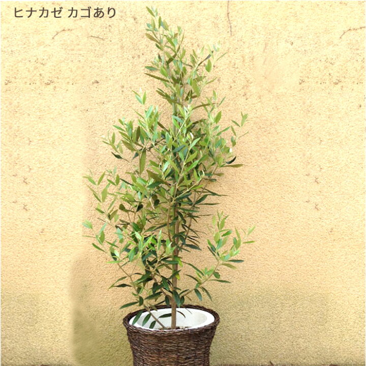 楽天市場】オリーブの木 観葉植物 オリーブ 8号 コロネイキ 