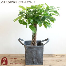 観葉植物 パキラ 選べる 観葉 鉢植え 7号鉢 お祝い サンスベリア ストレリチア オーガスタ ドラセナ 選べるカゴ付 鉢カバー 受け皿付き 育てやすい 開店祝い 開業祝い 移転祝い 室内 新生活 送料無料 ギフト インテリア おしゃれ プレゼント 最強配送 FKTK