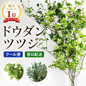 【クール便】選べる季節の枝物 フローラルグリーン ドウダンツツジ 枝物 枝もの 【レビュー特典】 インテリア 花束 生花 切り花 送料無料 スノーボール ブルーベリー キイチゴ 雲竜柳 トキワガマズミ アセビ ユーカリ モンステラ ローズマリー ナチュラル グリーン FKTFS