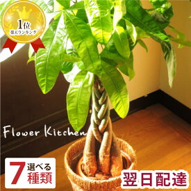 あす楽12時【SOY2020年花ジャンル大賞受賞】観葉植物 パキラ ストレリチア ドラセナ 鉢植え7号鉢 選べる観葉【カゴ付き】【受け皿付き】 育てやすい 鉢 御祝 開店祝 開業祝 新築祝 引っ越し祝い 結婚祝 新生活 シンプル インテリア【送料無料】ベンジャミン ギフト FKTK