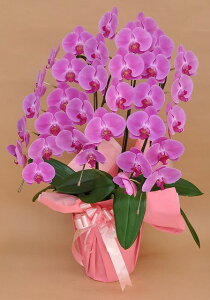 Ӓ 3{ 30֑O yԁz 傤   j t[ j JXj I[vj ړ]j j j Wj W \ a JX LO o[Xf