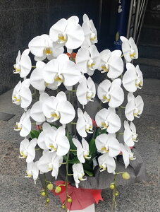 Ӓ 3{ 30֑O yyԁz Mtg j j JXj hV̓ JƏj JX  ړ]j j Wj W \ JX o[Xf[Cxg @v  3{  