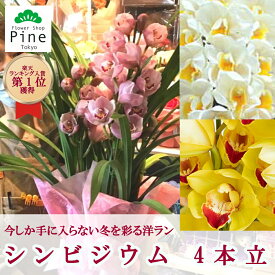 楽天市場 冬 鉢植え 花の通販