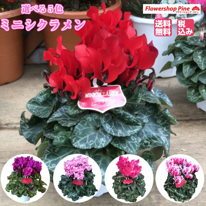 楽天市場 ミニシクラメン シクラメン ギフト 鉢植え 花 鉢 贈答 用 赤 お歳暮 お年賀 クリスマス 送料無料 誕生日プレゼント シクラメン ガーデンシクラメン 贈答品 ポインセチア ガーデンシクラメン フラワーショップ パイン Tokyo