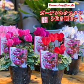 楽天市場 鉢植え 玄関 花の通販