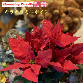 楽天市場 鉢植え 花 長持ちの通販