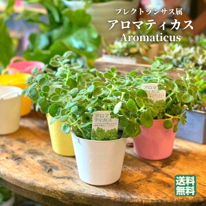 観葉植物 アロマティカスの人気商品 通販 価格比較 価格 Com
