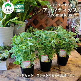 楽天市場 多肉植物 日陰の通販