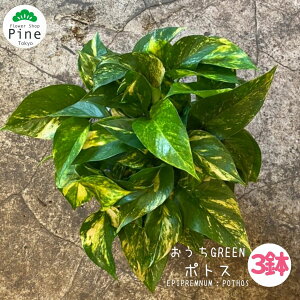 吊り下げ 鉢 観葉植物の人気商品 通販 価格比較 価格 Com