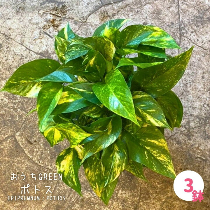 楽天市場 観葉植物 ポトス 斑入り 3鉢 セット あす楽対応商品 あす楽 プレゼント ハンギング 苗 吊り下げ 女性 フラワーショップパイン 誕生日プレゼント 女友達 ギフト フラワーショップ 吊り 小さい 日陰 鉢植え 屋外 誕生日 玄関 5号 フラワーショップ パイン Tokyo