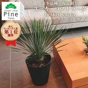 ユッカ 観葉植物の人気商品 通販 価格比較 価格 Com ユッカ 観葉植物の人気商品 通販 価格比較 価格 Com