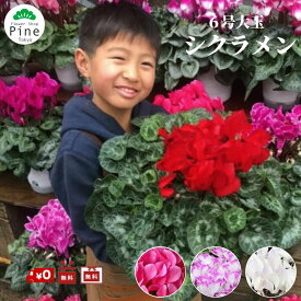 楽天市場 鉢植え 花 長持ちの通販
