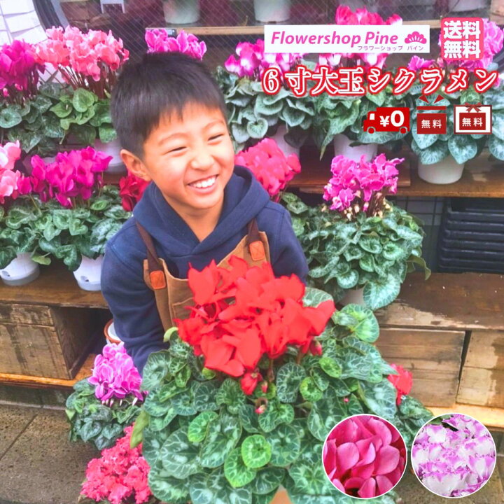 楽天市場 シクラメン ピンク 鉢植え 花 ギフト フラワーショップ パイン Tokyo